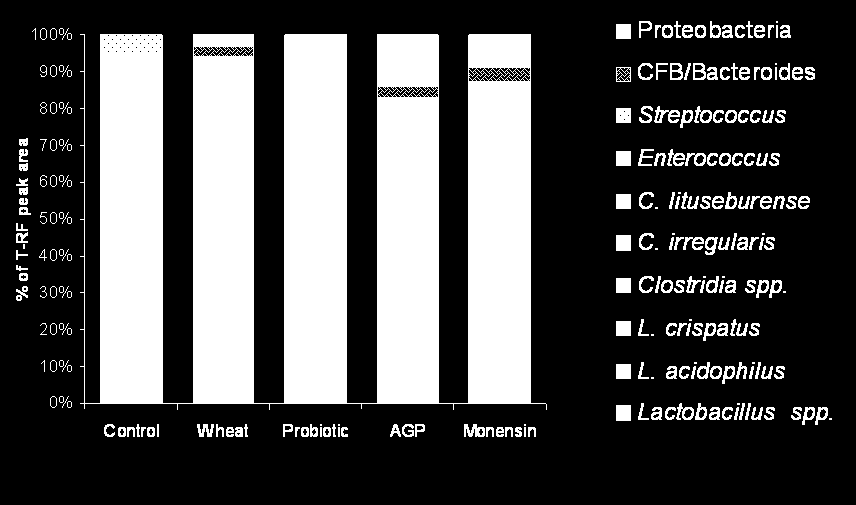 Normál vékonybél baktérium flóra minden