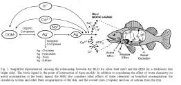 Biológiai elérhetıség vízben (Daphnia) Cu ++ Cu ++ Zn ++ Zn ++ A biotikus ligandum modell (BLM) Vízkeménység ph Versengı kation Szerves