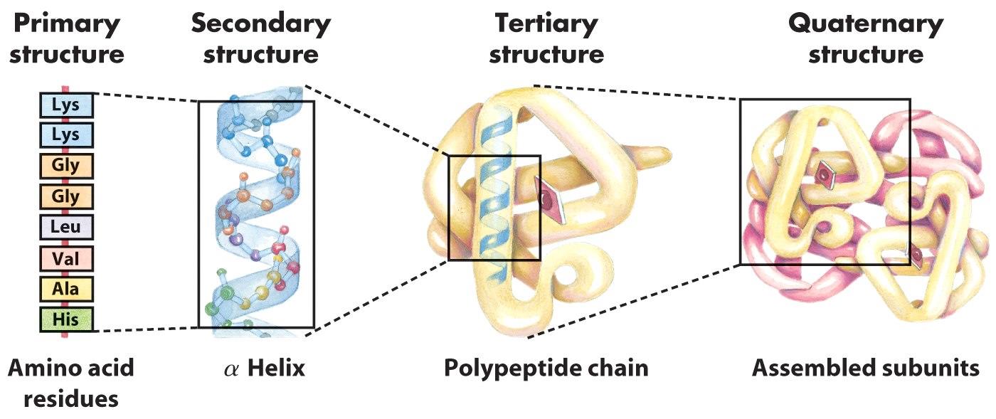 + + Biológiai, fehérje gyógyszerek komplexitás Hierarchy of Protein Structure Elsődleges Másodlagos Harmadlagos Negyedleges szerkezet szerkezet szerkezet szerkezet hp hp aminosav a-hélix