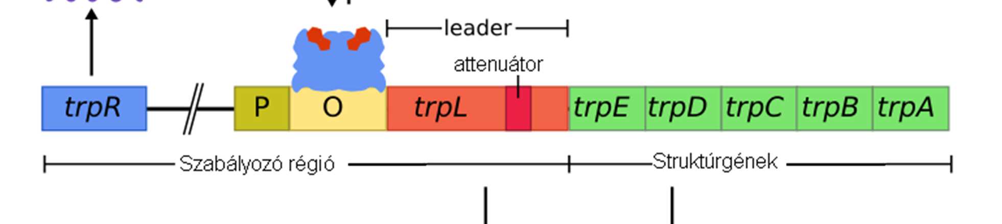 A triptofán operon (trp-operon) A lac-operon egy lebontó anyagcsereutat szabályoz, a laktóz kötődése a represszorhoz serkenti a strukturgének átírását.
