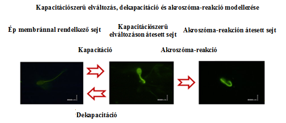 csökken a dekapacitáló faktorokat tartalmazó oldatban történő visszamelegítés hatására. 9.