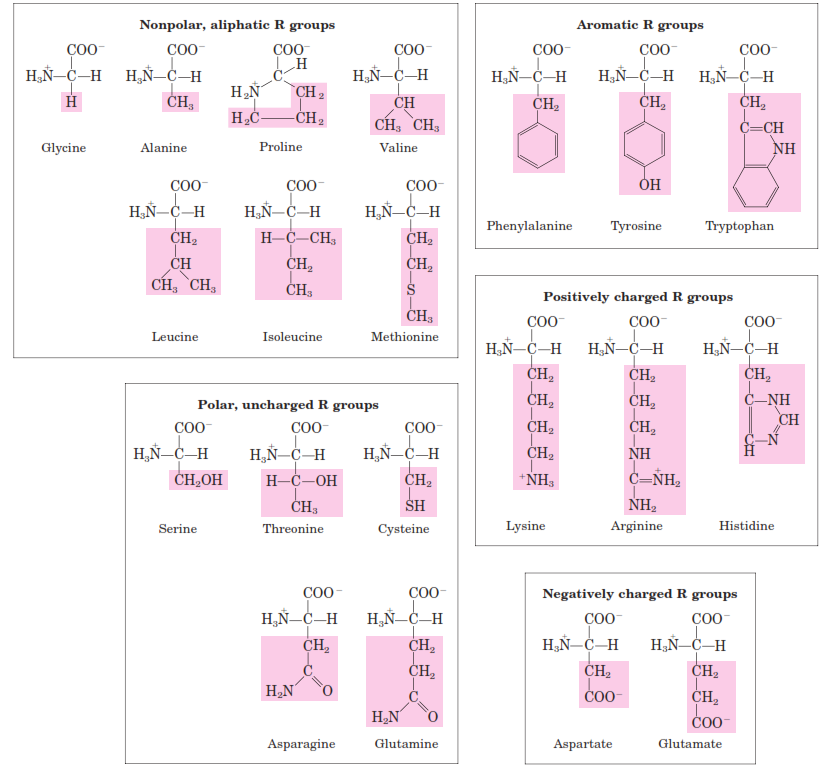 Aminosavak, peptidek, fehérjék. Szerkezet, előállítás, kémiai tulajdonság -  PDF Ingyenes letöltés