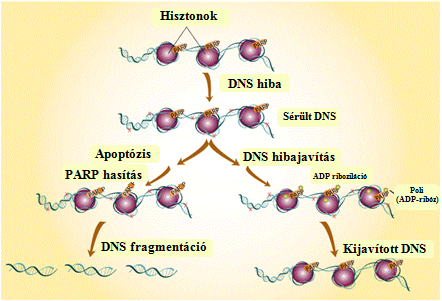 8. ábra: A PARP fragmentálódásának folyamata A PARP azonban csak abban az esetben képes DNS hibajavításra, amennyiben a DNSszál csak kis mértékben károsodott.