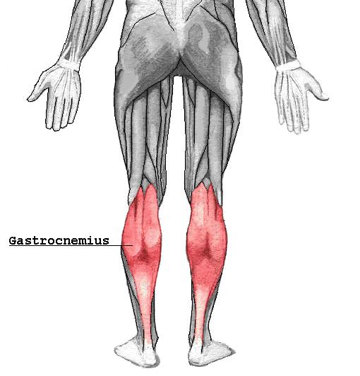 Erők felbontása komponensekre Példa A gastrocnemius izom mediális és