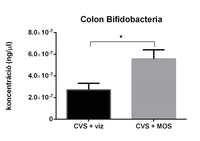 A legnagyobb különbség a két stresszelt csoport között látszódott, ugyanis a CVS + MOS csoportban volt a legmagasabb, míg a CVS + vízben a legalacsonyabb a Bifidobacteria mennyisége.