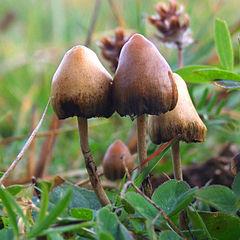 Psilocybe A Psilocybe genusba alapvetően kis testű gombák tartoznak (29. ábra), melyeket szintén nem tápláléknak gyűjtöttek, hanem pszichotrop hatásuk miatt.