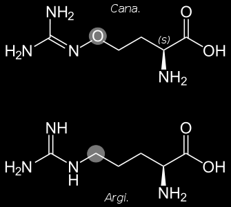 Természetes növényi toxinok a táplálékban Canavanine Annak ellenére, hogy a lucernacsírát az egyik legegészségesebb tápláléknak tarjuk, kb, 15000 ppm canavanine-t tartalmaz.