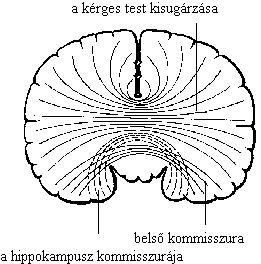 Az agykéreg (cortex( cortex) Szürke állomány Fehér állomány
