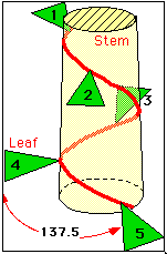Levélállás kiszámítása A szögérték, melyet az egymásra következő levél primordiumok bezárnak, a divergencia szög.
