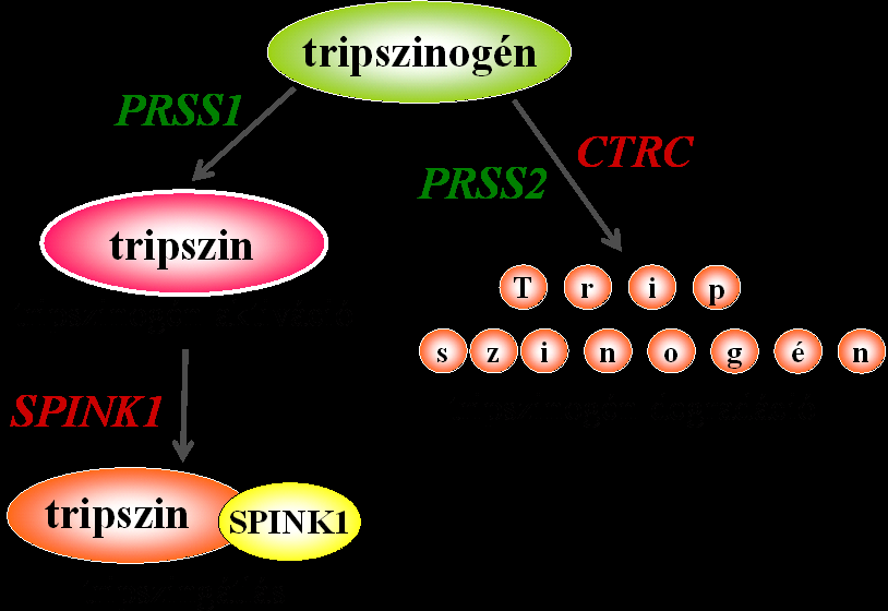 2.ábra. A hasnyálmirigyen belül fellépő tripszin-aktiváció és -inaktiváció egyensúlyát befolyásoló útvonalak. Az egyensúlyt érintő mutációk krónikus pankreatitisz kialakulásához vezethetnek.