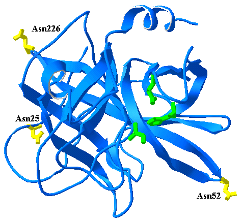 a poszttranszlációs módosulás. Ezzel szemben a humán kimotripszinogén C elsődleges aminosavszekvenciájában három N-glikozilációs konszenzus-szekvencia található.