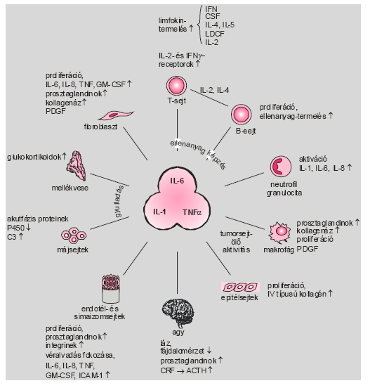 2. ábra Akut fázis reakció során felszabaduló citokinek szöveti szintű hatásai [forrás: http://www.immbio.hu/hu/oktatas/immunologia_alapjai/ea_2009_09.