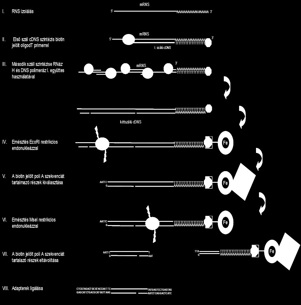 6. ábra. A cdns AFLP One gene-one tag (Vuylsteke és mts., 2007) sematikus ábrája.