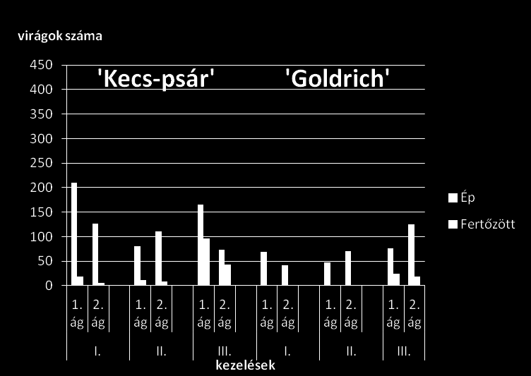 12. ábra. A Kecs-psár és Goldrich fajtákon kezelésenként mutatja be a grafikon az ép (kék oszlop) és fertőzött (bordó oszlop) virágok számát. Az I. kezelés: kasztrált és megporzott, II.
