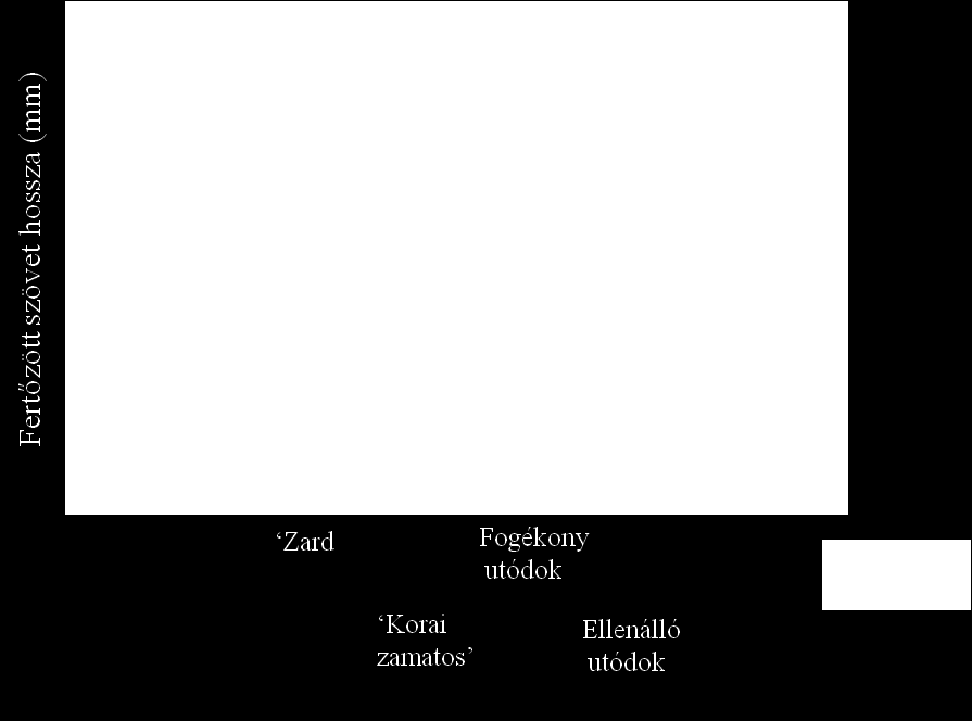 5.1.3 Ellenállóság vizsgálata a Zard Korai zamatos család egyedein mesterséges vesszőfertőzés alapján Az ültetvényben történt fertőzéskor M.