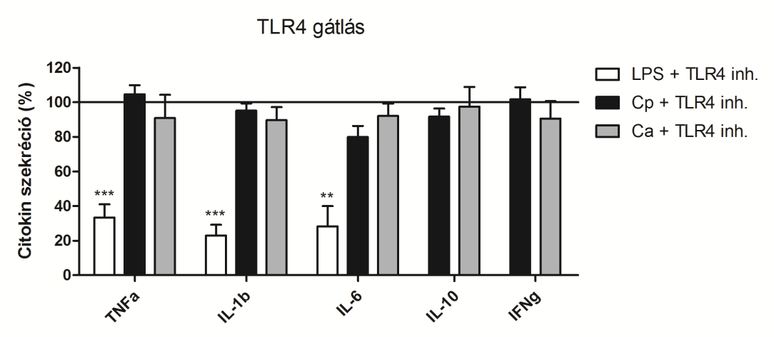 A TLR4 blokkolását Bartonella quintana LPS-sel végeztük, amely a receptor természetes antagonistája (Popa és mtsi., 2007). Míg a TLR4 gátlása jelentősen csökkentette az E.