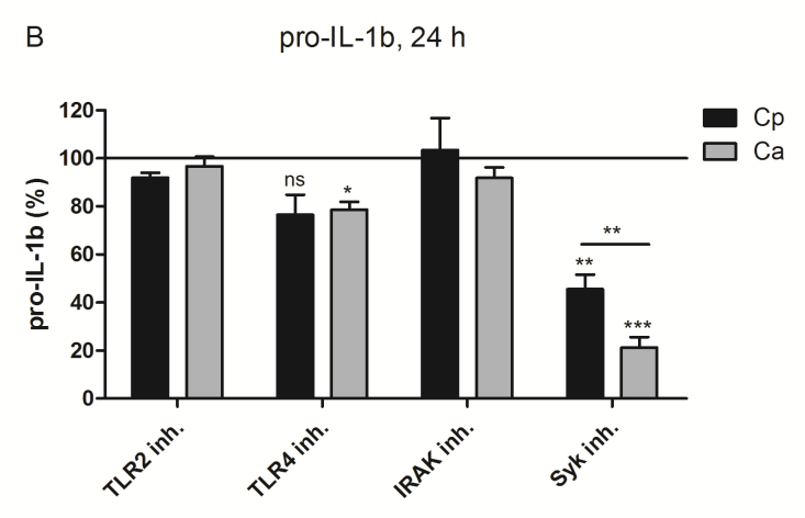 makrofágokban mind a C. parapsilosis, mind a C. albicans főként TLR4- és Syk-függő útvonalon indukálja az IL-1β szekréciót. 26. ábra. TLR2, TLR4, IRAK és Syk szerepe a C. parapsilosis és a C.