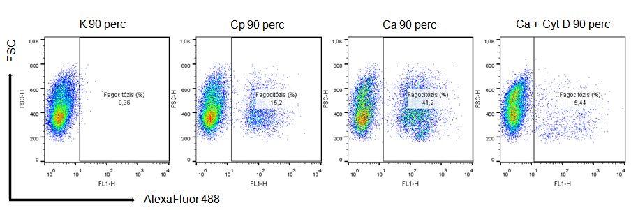 6.2.10. C. parapsilosis és C. albicans fagocitózisának vizsgálata Makrofágokban a C. albicans által indukált inflammaszóma aktiváció fagocitózis-függő (Joly és mtsi.