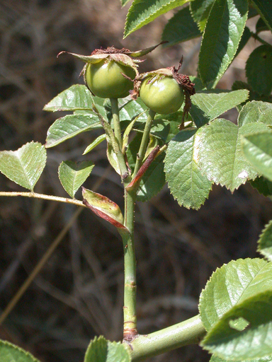4.1. A vizsgált növényanyag (a) R. spinulifolia (75 ; Vestitae alszekció) generatív hajtása (b) R. heckeliana (80 ; Vestitae alszekció) generatív hajtása virágzásban (c) R.