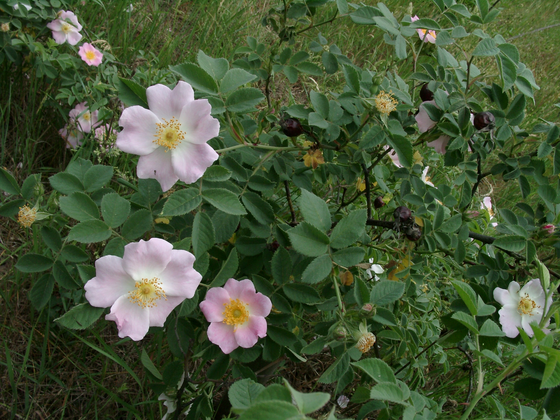 5. Eredmények (a) R. micrantha (98) generatív hajtása virágzásban (c) R. micrantha (98) heteracantha tüskézettsége (b) R. micrantha (101) áltermése (d) R.