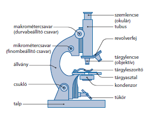 4 1. FÉNYMIKROSZKÓP ÉS MIKROSZKÓPI TECHNIKÁK 1. A fénymikroszkóp felépítése Tanulmányozd a fénymikroszkóp felépítését! A fénymikroszkóp felépítése 2. Tanuld meg a mikroszkóp használatát!