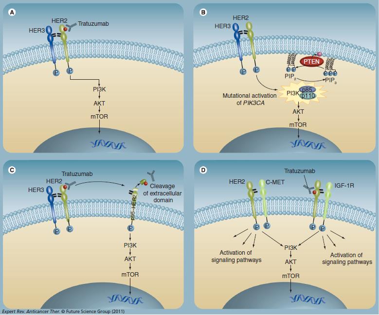 De relapszussal számolni kell de novo és szerzett rezisztencia miatt Mutáns PI3K- AKT-mTOR útvonal P95-HER akkumulálódás HER3