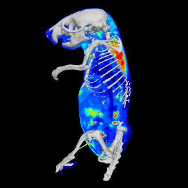 Kardiofúzió Klinikai fmri vizsgálatok Ka rdifúzió: MRI+PET Projekt: temporális lebenyt érintı mőtétek elıtti és utáni beszéd és memória fmri Egyéb, klinikai fmri (motoros) vizsgálatok Kardifúzió: