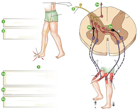 Flexor reflex Diszinaptikus védekező reflex