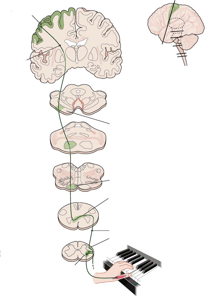 premotoros kéreg capsula interna középagy cerebrális pedunculus hid