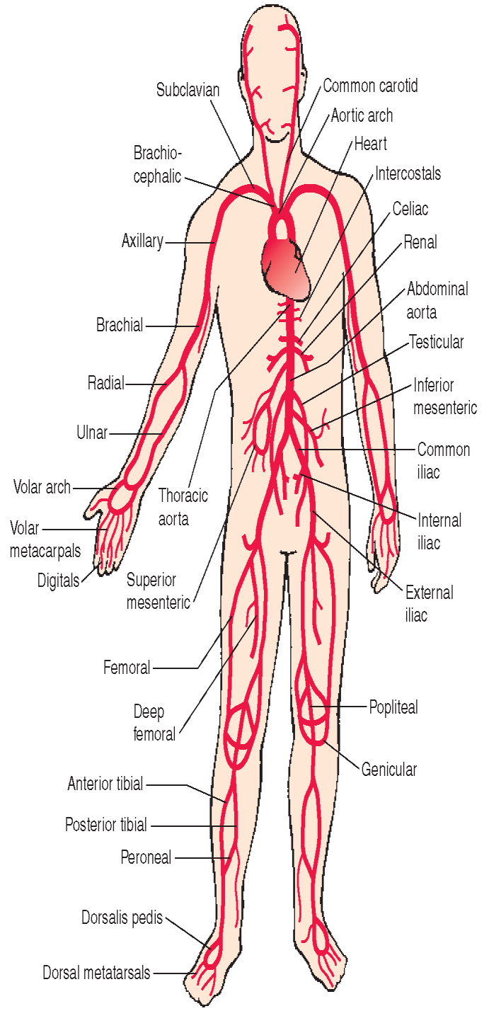 Példák thrombus EMBÓLIZÁCIÓRA : Szívüregi thrombus (bal pitvari) PITVARFIBRILLÁCIÓ esetén Bal kamra Aorta Agyi artériák (haemiplegia, stroke)