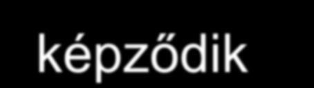 Második védelmi vonal: szabad ínyszél kötőszövete A sulcusfolyadékban már nem közömbösíthető a sok baktérium Az ínyszélben egyre több a