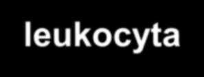 4. Abscessus apicalis acuta Kóroktan: Tünet: Vitalitásteszt: Rtg: Szövettan: Kezelés: pulpa necrosis fájdalom, duzzanat, szisztémás manifesztáció (láz, rossz közérzet, leukocytosis), kopogtatásra