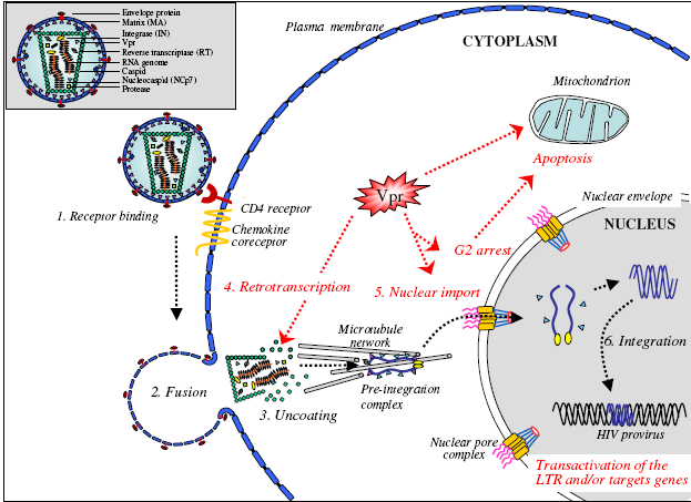 sejtmembrán sejtplazma mitokondrium Apoptózis G2 blokk sejtmag transzkripció Nukl.import integráció fúzió PIC NPC LTR és/vagy a target gének aktivációja 9.