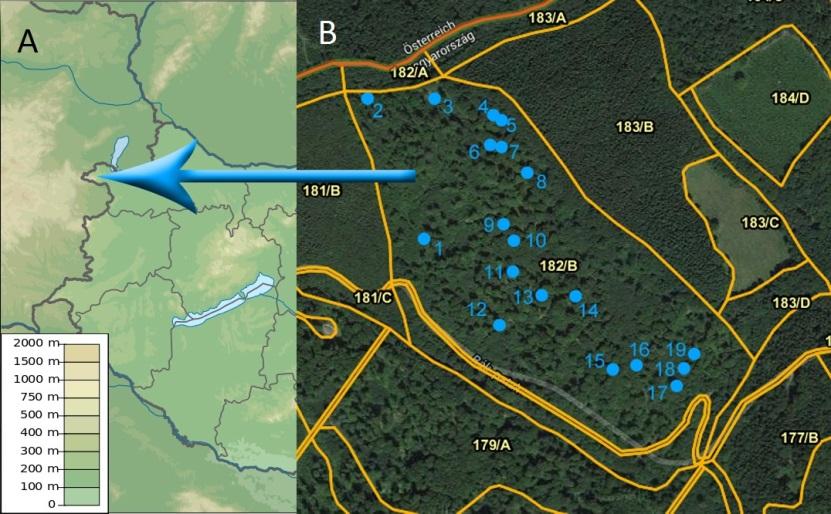 1. ábra: A kutatási terület (Sopron 182B erdőrészlet) elhelyezkedése (A) és a mintakörök elrendezése (B) (Molnar et. al.