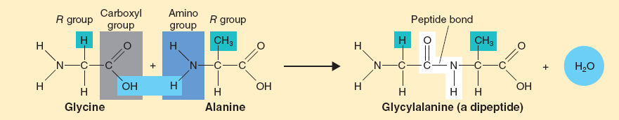 A peptidkötés Szabad NH 2, COOH (NH 3 +,