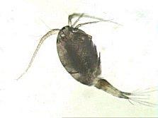 Evezőlábú rákok (Copepoda) Az ellenálló burokkal védett petéiket legtöbbször csomók formájában hordozzák magukkal a nőstények.