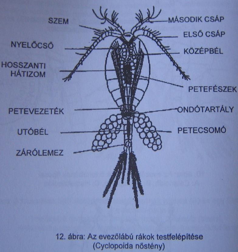 Evezőlábú rákok (Copepoda) A