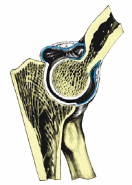 Egytengelyû izületek 1. Ginglymus 2. Trochoid izület Art.