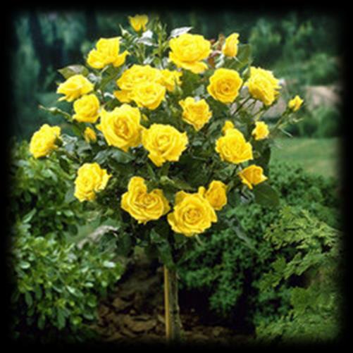 Lila magas törzsű rózsa Vadon nevelt törzsön, 90 cm magasságban két oldalra, háromnégy ágban szemzett, nagy virágú,