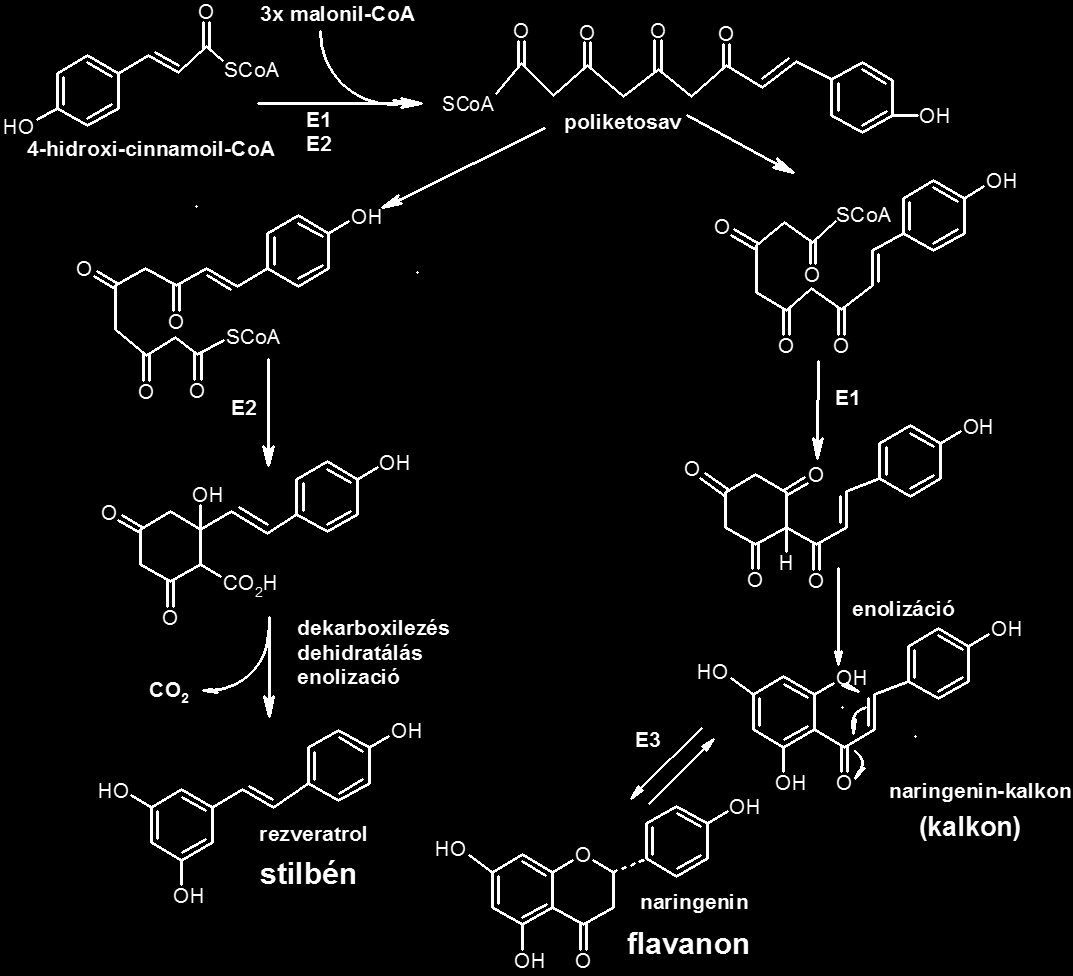 STILBÉNEK ÉS FLAVONOIDOK BIOSZINTÉZISE Stilbének Cinnamoil-CoA + 3x