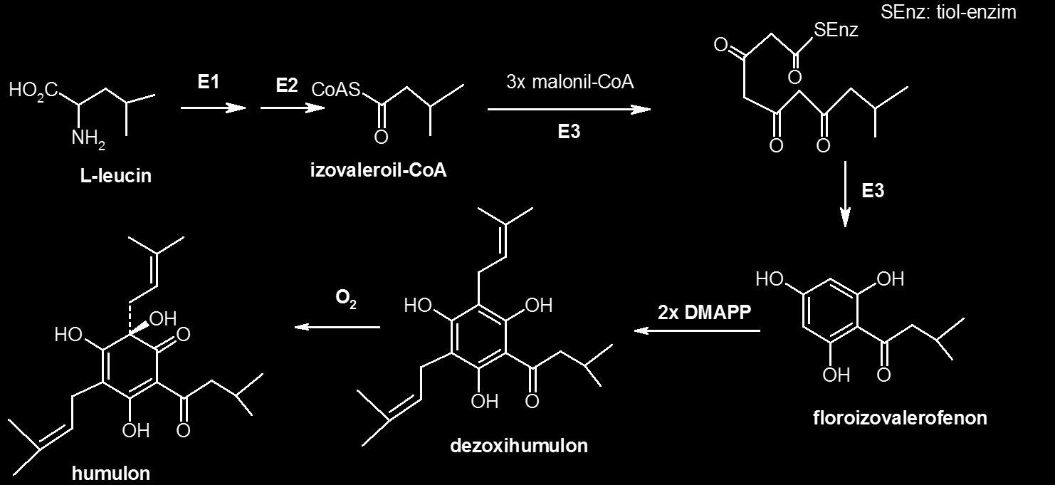 Floroglucin-származékok (terpenofenoloidok) bioszintézise E1: