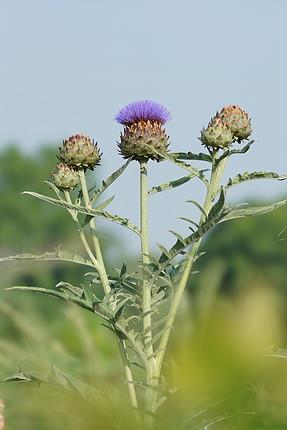 Cynarae folium articsóka levél Cynara scolymus L. (Asteraceae) Ph.Hg.VIII.