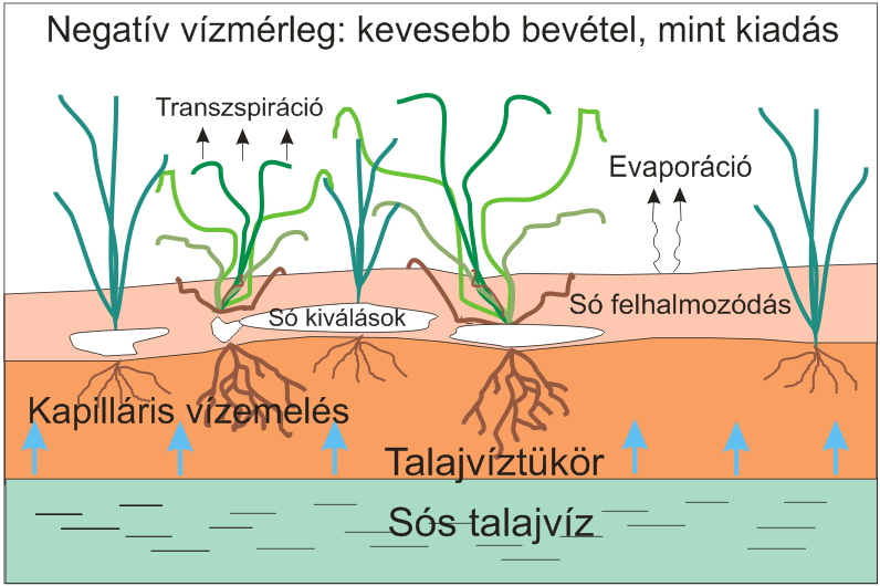 A szikesek