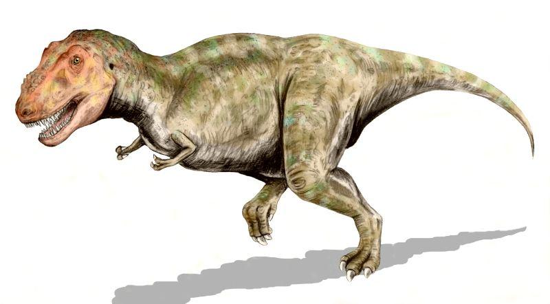 Tyrex modell