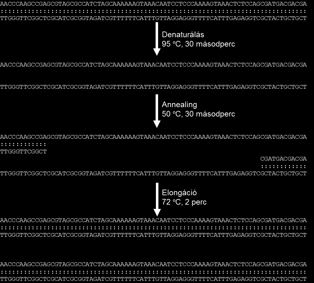 2 25 2 40 (~ 33 millió 1100 milliárd) másolatot hoznak létre az eredeti DNS szálról.