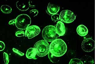 ATP lumineszencia ADP + P i aequorin ATP Aequorea victoria fluoreszcencia aequorin GFP ADP +