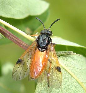 Athalia sp.