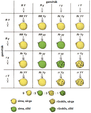 Öröklődés és változatosság 58. ábra. Dihibrid öröklésmenet (Forrás: http://www.biologycorner.com/apbiology/inheritance/11-1_mendel.