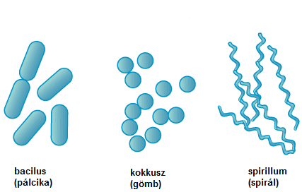 helyváltoztatást szolgálják. A csillók 2 10 nanométer átmérőjű és legfeljebb néhány mikrométer hosszú fehérjefonalak.