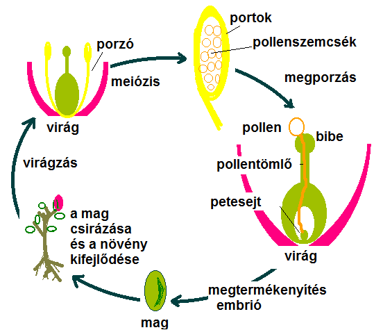Szaporodás és fejlődés a növény és állatvilágban kettéosztódik, létrehozva két hímivarsejtet. A vegetatív sejt bontja a bibe anyagát, amin a hímivarsejtek lejutnak az embriózsákhoz.